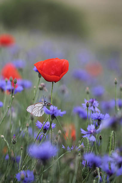 상제나비, aporia crataegi 및 cornflowers poppies 함께 - black veined white butterfly 뉴스 사진 이미지