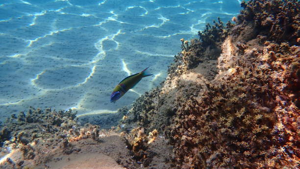 istock Ornate wrasse (Thalassoma pavo) undersea, Aegean Sea 1786389620
