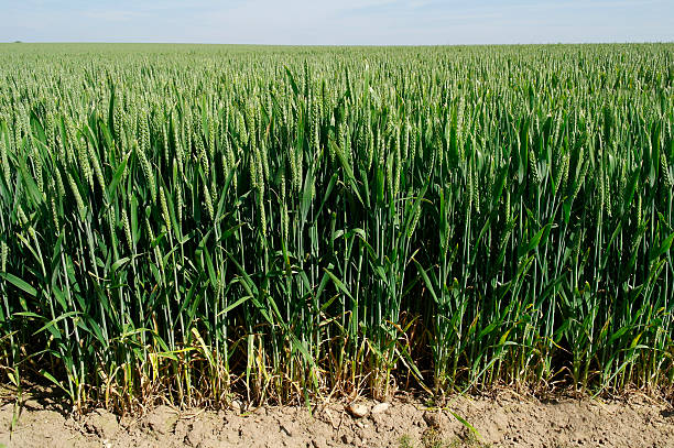 Champ de blé dans l'été. - Photo