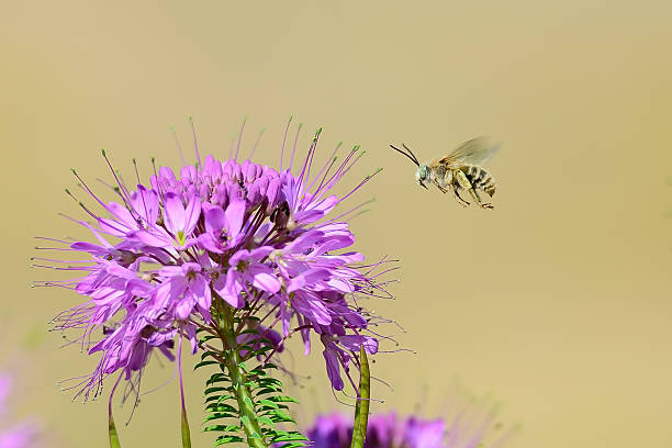 egzotycznych zielony eyed long horned bee - bee honey bee single flower honey zdjęcia i obrazy z banku zdjęć