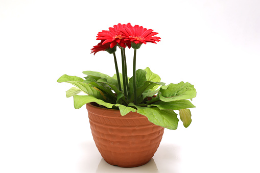 Red gerbera in a flower pot.