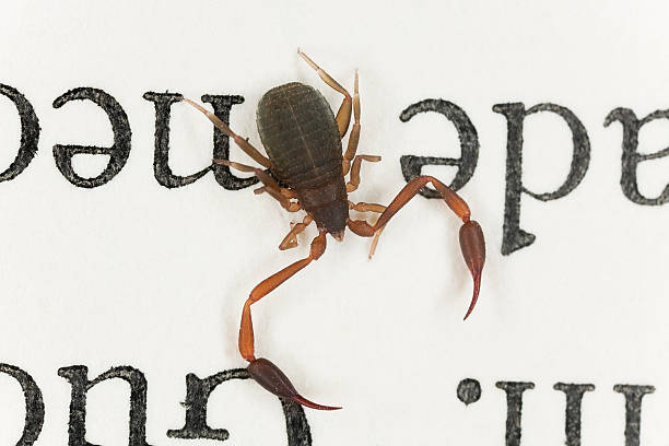 Bookscorpion or psuedoscorpion sitting on book "Bookscorpion or psuedoscorpion sitting on book, extreme close-up" pseudoscorpion stock pictures, royalty-free photos & images