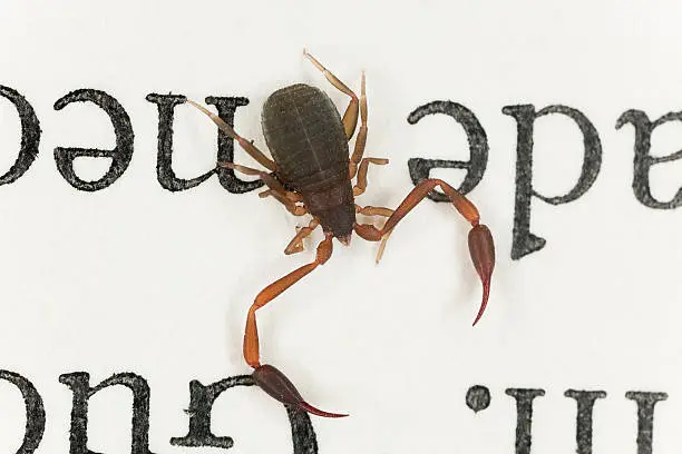 Photo of Bookscorpion or psuedoscorpion sitting on book