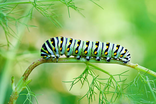 블랙 스왈로우테일 쐐기벌레 - butterfly swallowtail butterfly caterpillar black 뉴스 사진 이미지