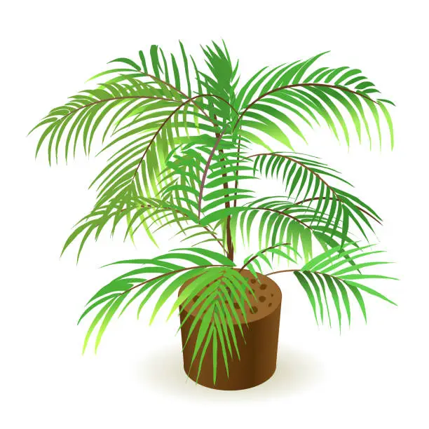 Vector illustration of Small tropical palm tree isolated on white background for interior design of home, villa. Vector isometric illustration