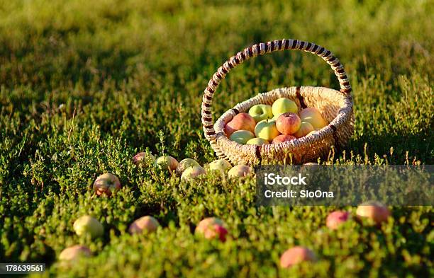 Foto de Maçã No Cesta e mais fotos de stock de Cesto - Cesto, Colheita, Colher - Atividade agrícola