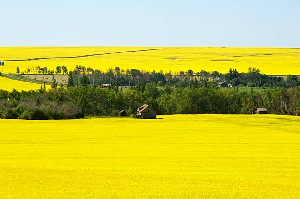 istock Abandoned  and working farm in canola 178639801