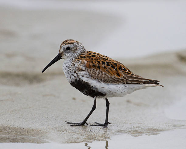 istock Dunlin sandpiper posing on the sand 178639803
