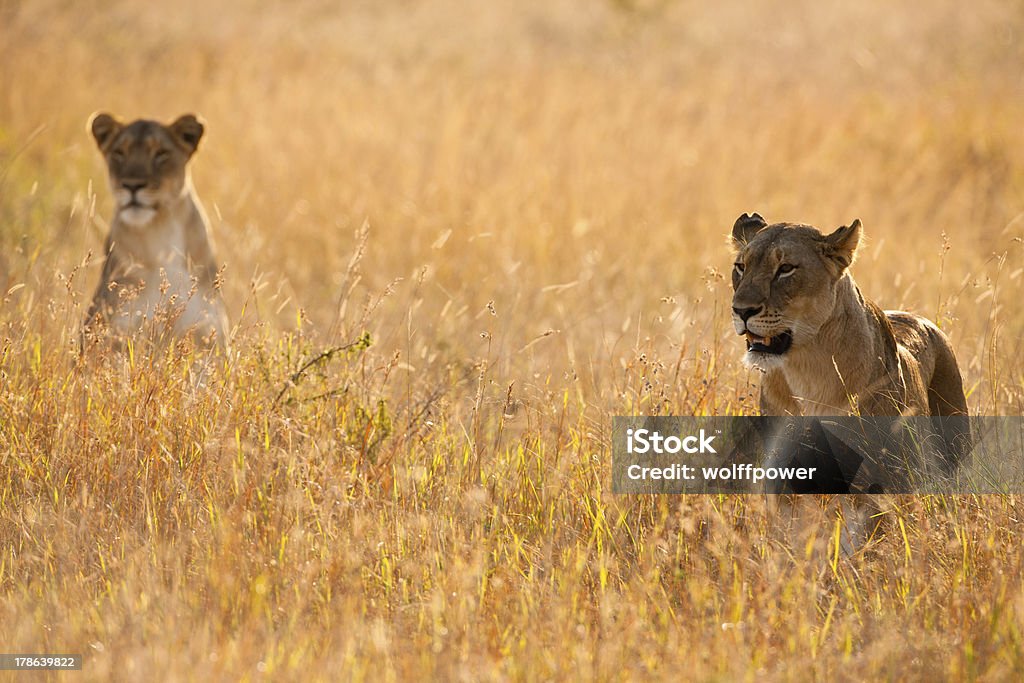 Lionesses Traquer au long de l'herbe - Photo de Animaux de safari libre de droits