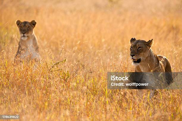 Photo libre de droit de Lionesses Traquer Au Long De Lherbe banque d'images et plus d'images libres de droit de Animaux de safari - Animaux de safari, Animaux à l'état sauvage, Canidés