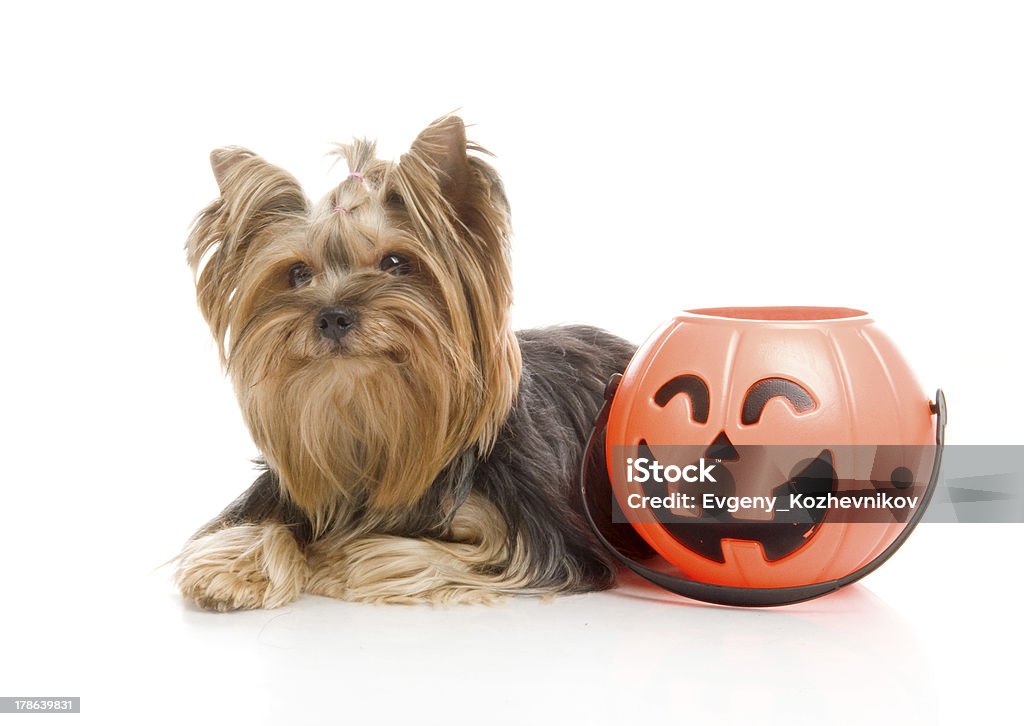 Terrier de Yorkshire halloween con calabaza, foto de estudio sobre fondo blanco - Foto de stock de Animal libre de derechos