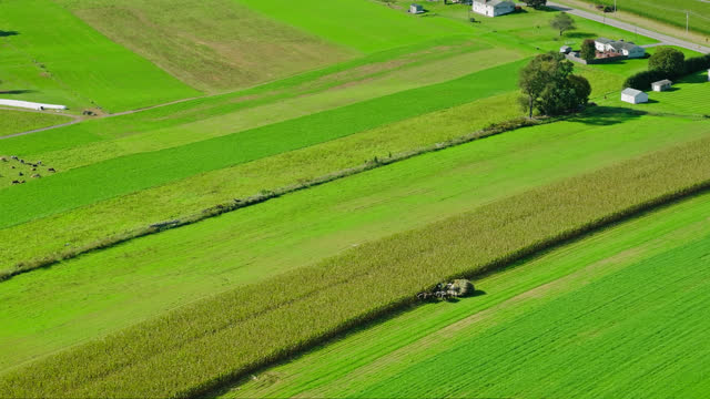 Amish Farmer Harvesting with Horse Drawn Cart - Aerial