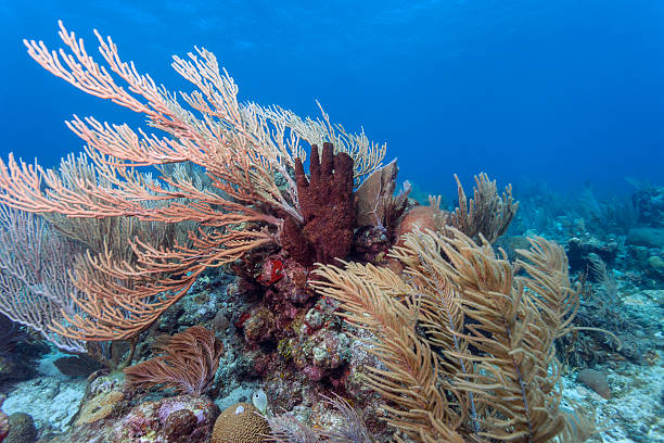 istock Coral reef Roatan Honduras 178640107