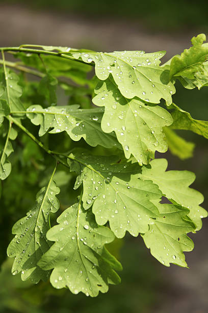 istock Oak leaves after the rain 178640126