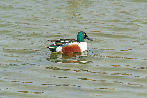 Northern Shoveler in an Estuary Pond in the Port Aransas Birding Center in Texas