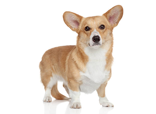 istock Welsh corgi Pembroke on white background 178640177