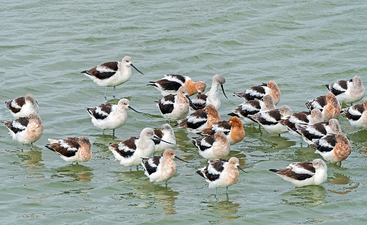 A Group of Avocets in an Estuary in the Port Aransas Birding Center in Texas