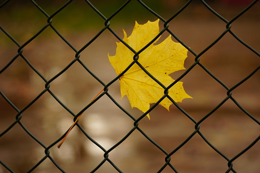 Conceptual minimalism. An autumn leaf got stuck in the fence. The wedge sheet is stuck in the fence. Metal fence with diamonds.