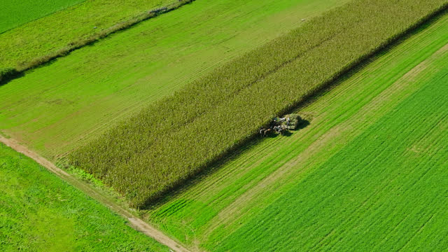 Static Drone Shot of Amish Farmer Harvesting with Horse Drawn Cart