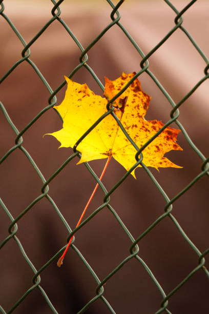 minimalismo conceptual. una hoja de otoño se atascó en la cerca. la hoja de cuña está atascada en la cerca. valla metálica con diamantes. - chainlink fence fence leaf leaf vein fotografías e imágenes de stock