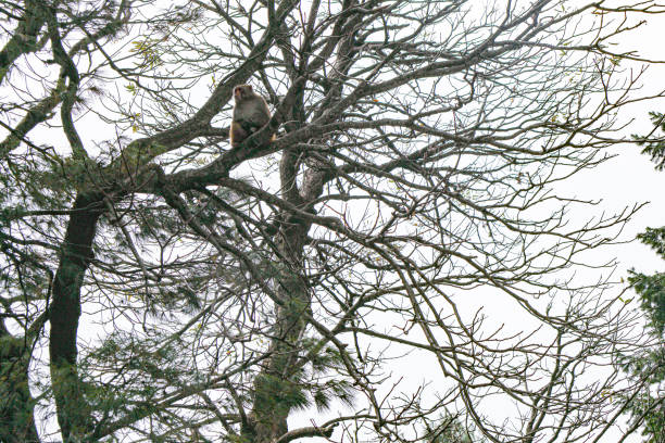 At a hill station, the wild monkey family rests peacefully – the young ones sleeping, while the adults leisurely sit.