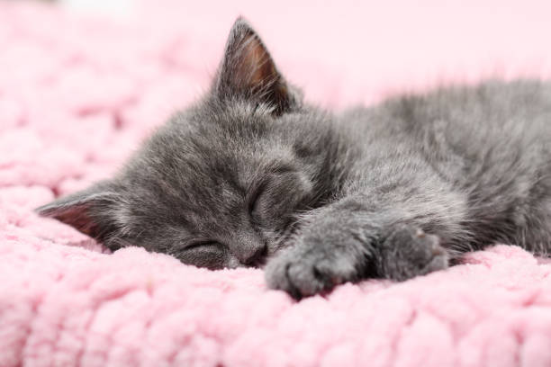 istock Close-up portrait of a kitten. Little sleeping kitten. Selective focus 1786407437