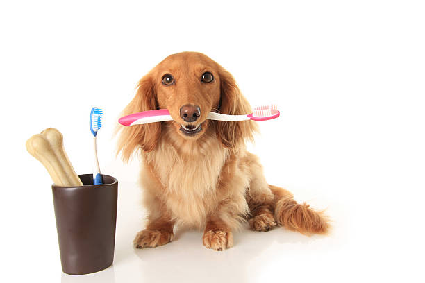 et brosse à dents de chien - dachshund color image dog animal photos et images de collection