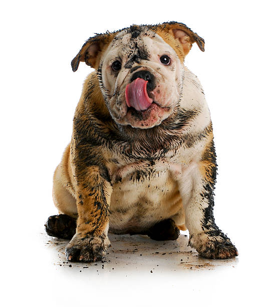 dirty hund - mud stock-fotos und bilder