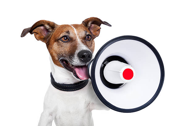 dog megaphone stock photo