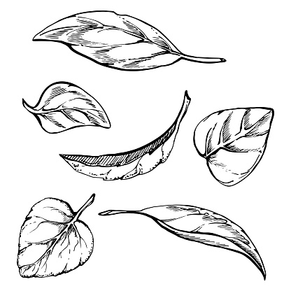 Hand drawn vector ink illustration. Seasoning herb oregano basil leaf, eco vegan farming product. Single object isolated on white. Design restaurant menu, cafe, food shop or package, flyer, print.
