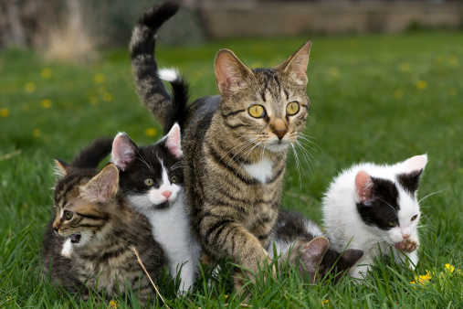A horizontal picture of a mother cat with her kittens in the grass.