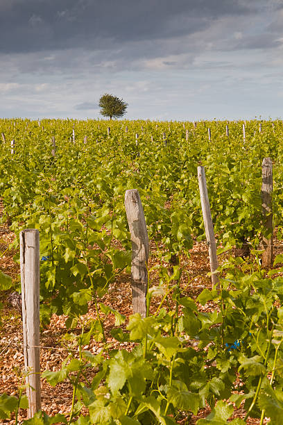 sancerre winnic - cher france village centre zdjęcia i obrazy z banku zdjęć