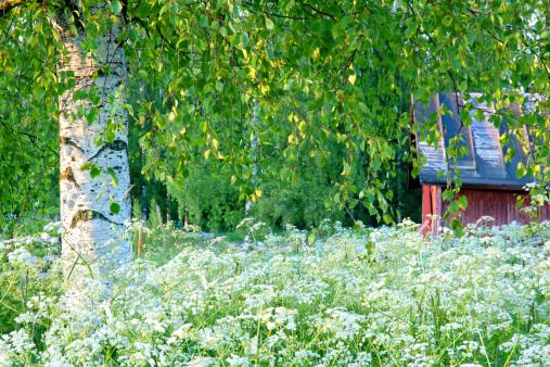 Green summer landscape with a birch tree and a red barn in Scandinavia