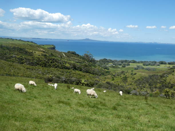 istock Shakespeare Regional Park, Auckland 1786416133