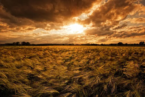 The picture shows a cloudy sky and a grainfield during sunset.