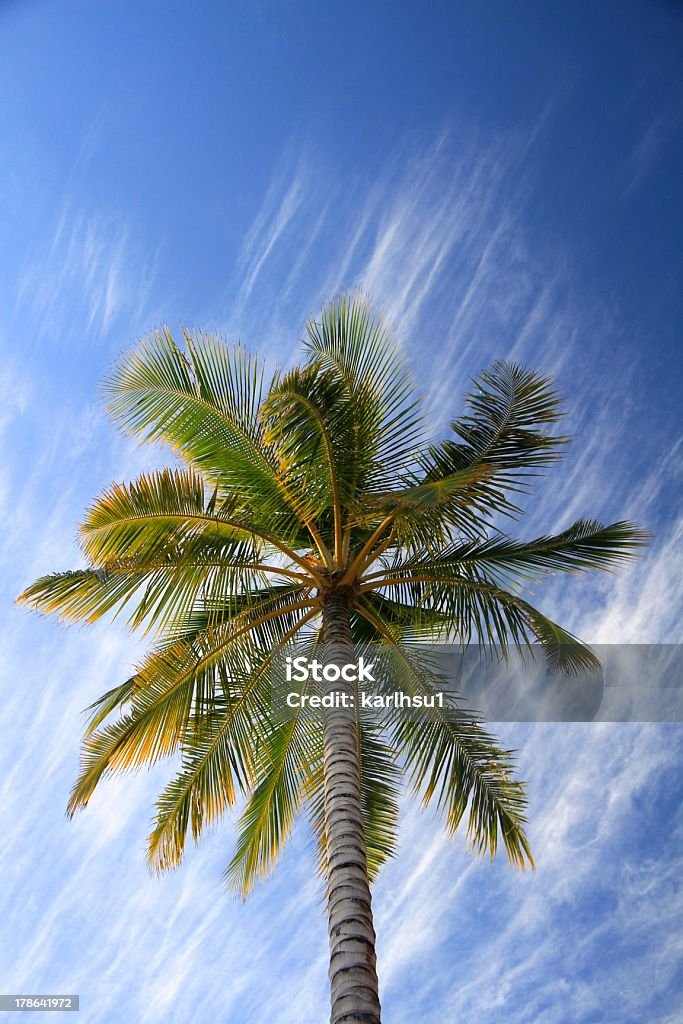 Hawaiian Palm "palm tree - Waikiki, Oahu, Hawaii" Backgrounds Stock Photo