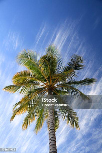 Hawaiian Palm Stock Photo - Download Image Now - Backgrounds, Hawaii Islands, Heaven