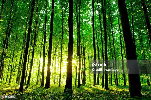 Beautiful Green Forest Stock Photo - Download Image Now - Outdoors, Beech Tree, Bush