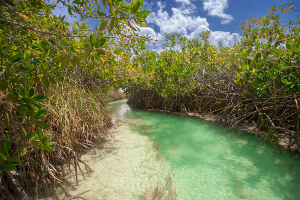 istock Muyil lagoon, Yucatan, Mexico 1786423867