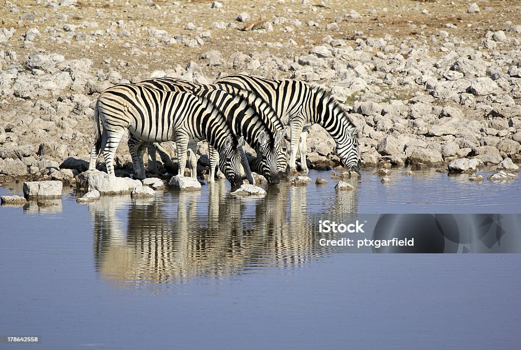 Mandria di zebre di apertura di Burchell acqua potabile in wildpark dell'Etosha - Foto stock royalty-free di Acqua