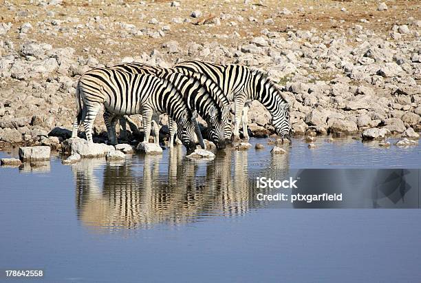 Mandria Di Zebre Di Apertura Di Burchell Acqua Potabile In Wildpark Delletosha - Fotografie stock e altre immagini di Acqua