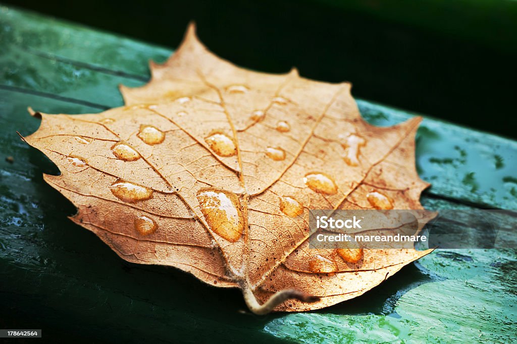 green leaf on a bench Dried leaf on the green bars wooden benches. Aging Process Stock Photo