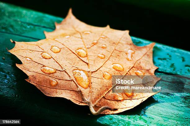 Green Leaf On A Bench Stock Photo - Download Image Now - Aging Process, Autumn, Bench