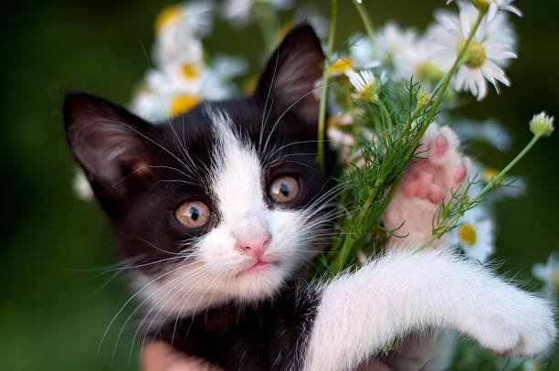 istock funny kitten with a bouquet of daisies 178642607