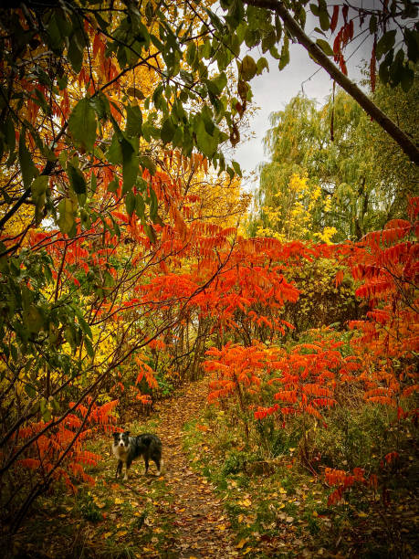Dog surrounded by colourful autumn leaves
