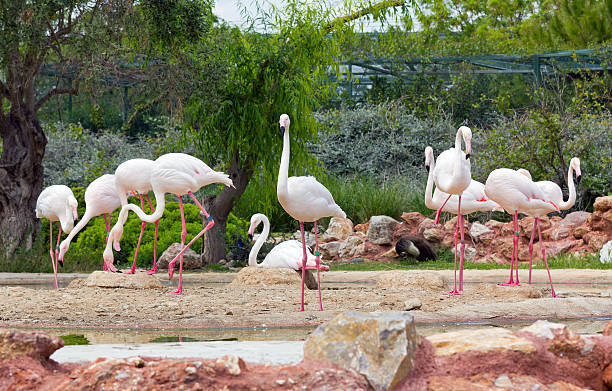 istock Greater Flamingos in a park 178643195