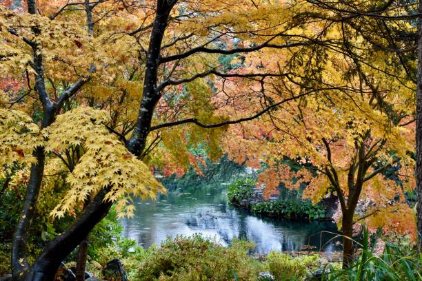 istock Seasonal fall trees with autumn colours in natural park setting 1786437107