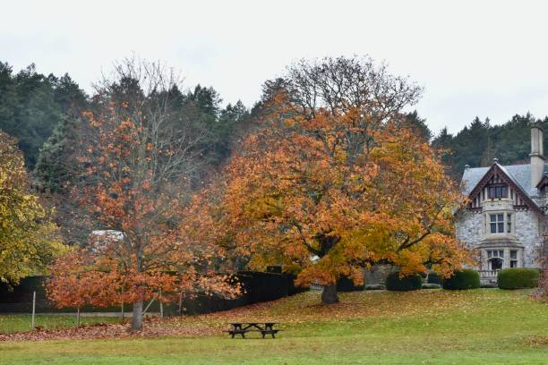 istock Seasonal fall trees with autumn colours in natural park setting 1786437133