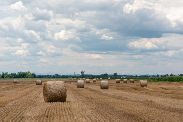 Straw rolls on the field Straw rolls on the field. Round straw bales. Stover on the field. Harvested cereal plants. Agriculture. hay bundle stock pictures, royalty-free photos & images