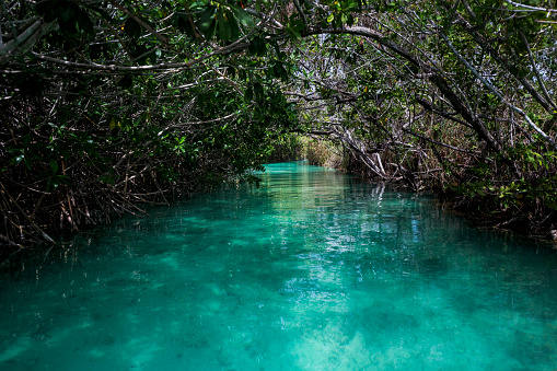 Beautiful turquoise and cristaline  lagoon in Yucatàn Mexico